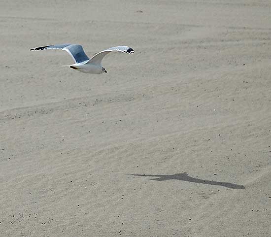 Birds, Playa del Rey, CA - January 19, 2006