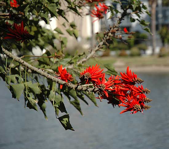 Coral tree - Erythrina x sykesii - 19 January 2006