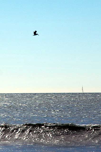 Birds, Playa del Rey, CA - January 19, 2006