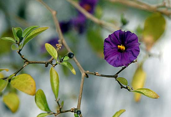 In bloom in Hollywood, February 2, 2006  