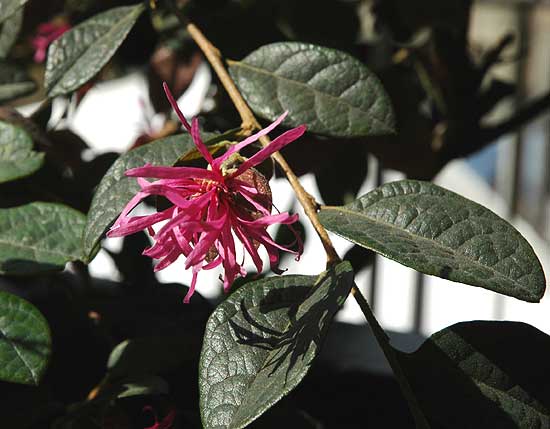 In bloom, Hollywood Boulevard, 16 February 2006 