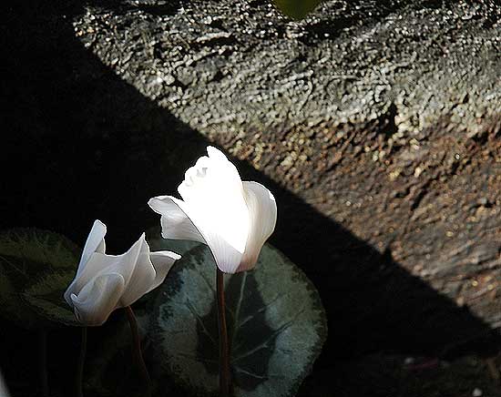 In bloom, Hollywood Boulevard, 16 February 2006 