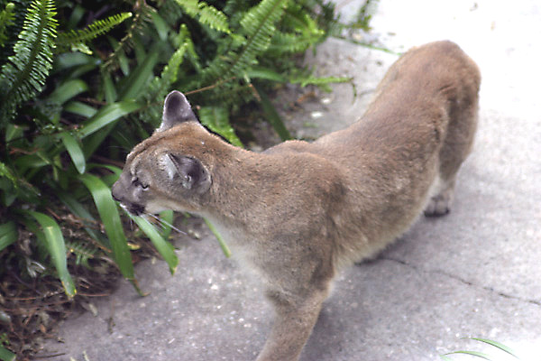Mountain Lion, Altadena, 27 February 2006 
