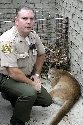 Mountain Lion, Altadena, 27 February 2006 