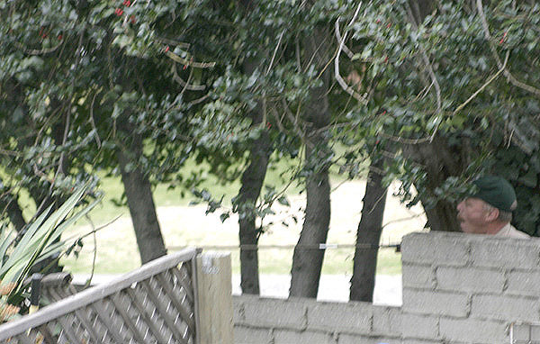 Mountain Lion, Altadena, 27 February 2006 