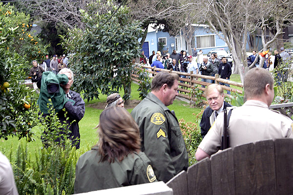 Mountain Lion, Altadena, 27 February 2006 