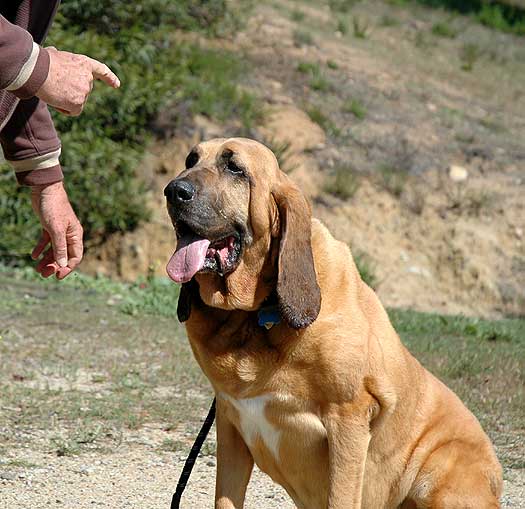 Sherlock, the Hollywood bloodhound...