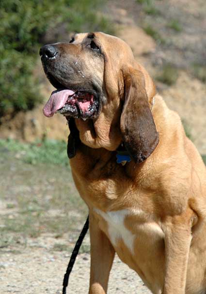 Sherlock, the Hollywood bloodhound...