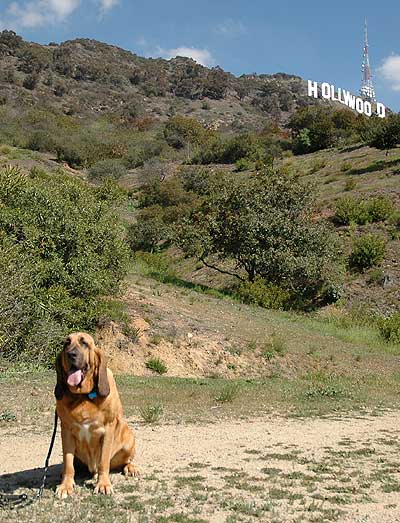 Sherlock, the Hollywood bloodhound...