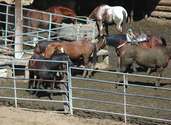 The horses of Beachwood Canyon, Hollywood