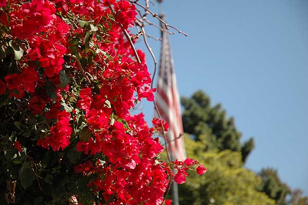 Hollywoodland, bougainvillea and the flag ...