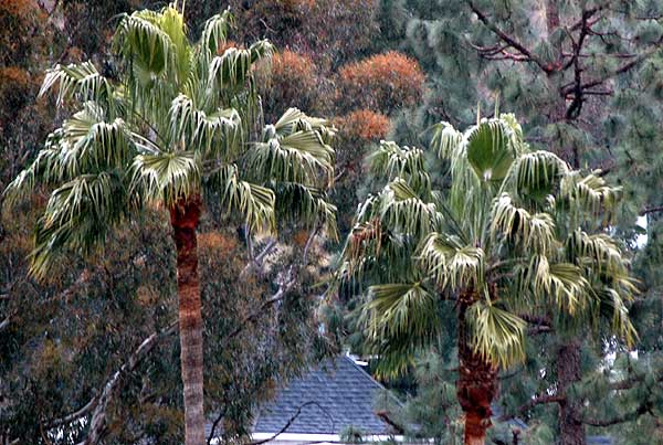 Basic palm trees - March 7, 2006 from the window -