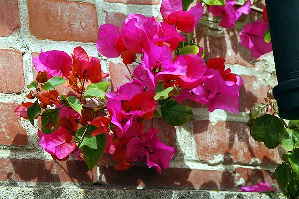 Bougainvillea at Malaga Cove Plaza -