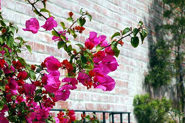 Bougainvillea at Malaga Cove Plaza -