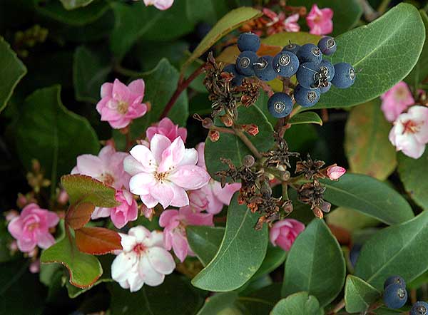 Seaside blooms, south Los Angeles County 