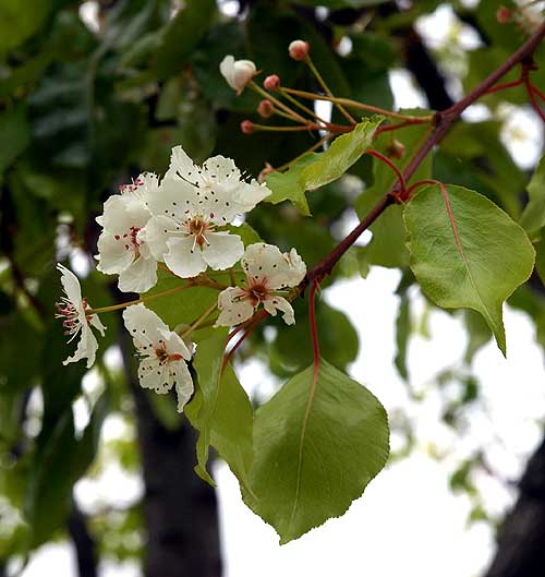 Seaside blooms, south Los Angeles County 