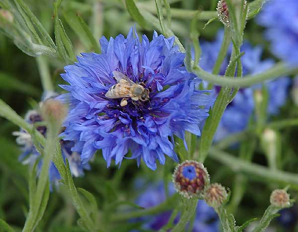 Seaside blooms, south Los Angeles County 