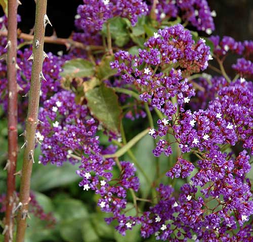 Seaside blooms, south Los Angeles County 