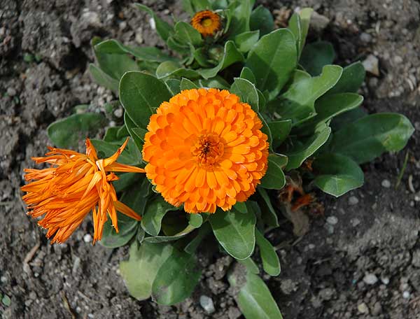 Seaside blooms, south Los Angeles County 