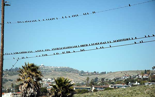 California birds
