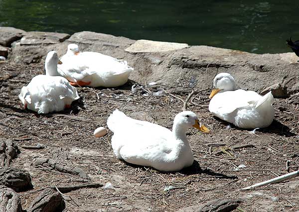 California ducks