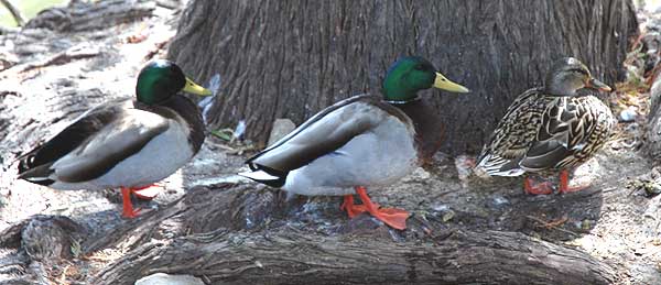 California ducks