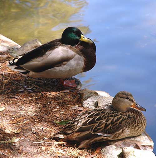 California ducks