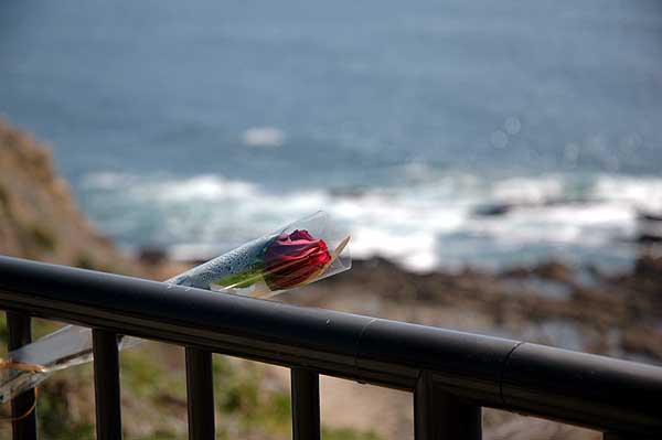 A rose on the cliff railing...