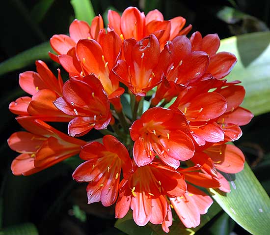 Specimen - Mildred E. Mathias Botanical Garden