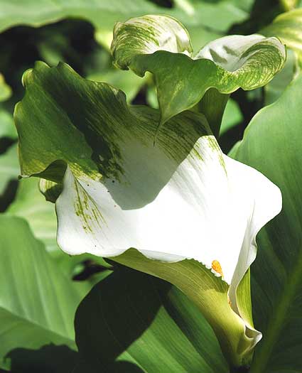 Calla Lily - Mildred E. Mathias Botanical Garden