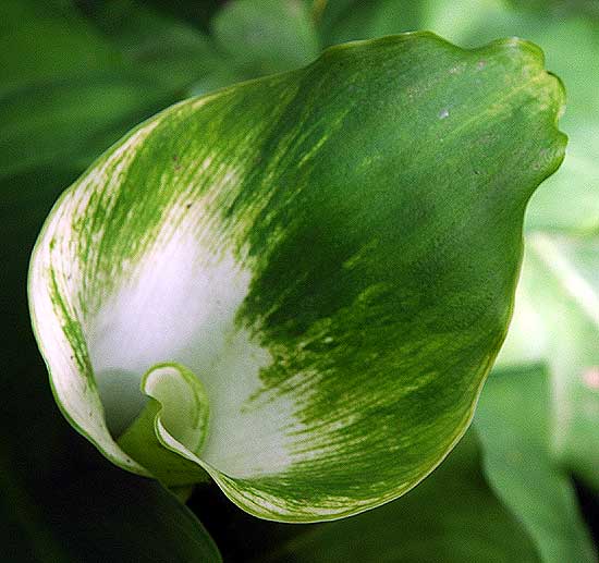 Calla Lily - Mildred E. Mathias Botanical Garden