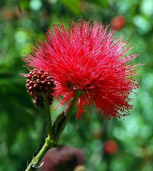 Specimen - Mildred E. Mathias Botanical Garden