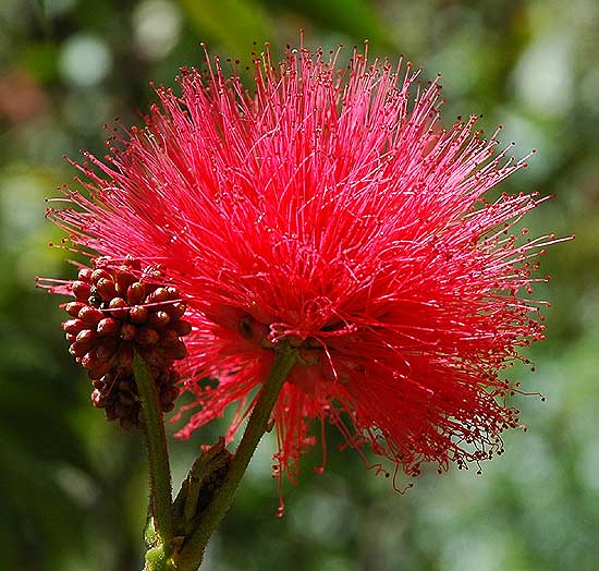 Specimen - Mildred E. Mathias Botanical Garden