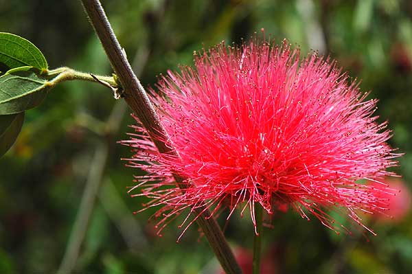 Specimen - Mildred E. Mathias Botanical Garden