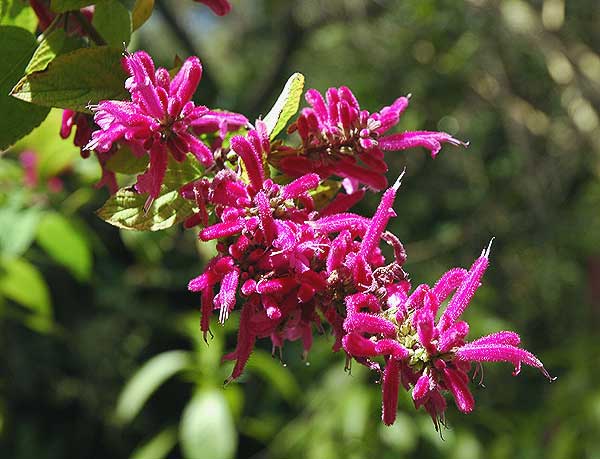 Specimen - Mildred E. Mathias Botanical Garden