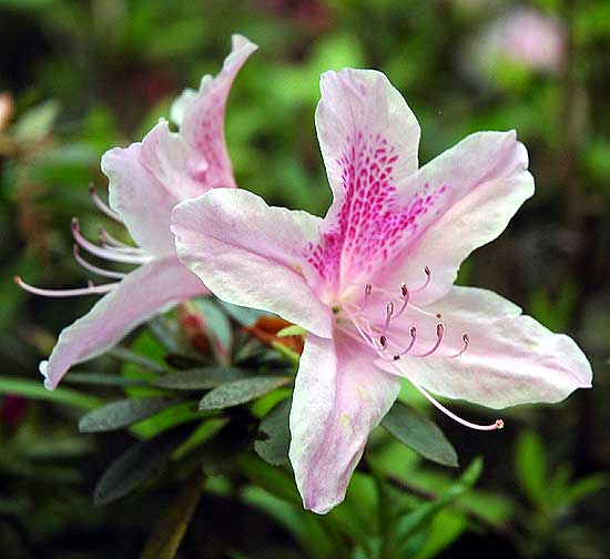 Specimen - Mildred E. Mathias Botanical Garden 