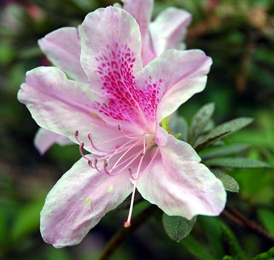 Specimen - Mildred E. Mathias Botanical Garden 