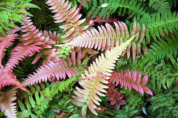 Ferns, Mildred E. Mathias Botanical Garden UCLA 