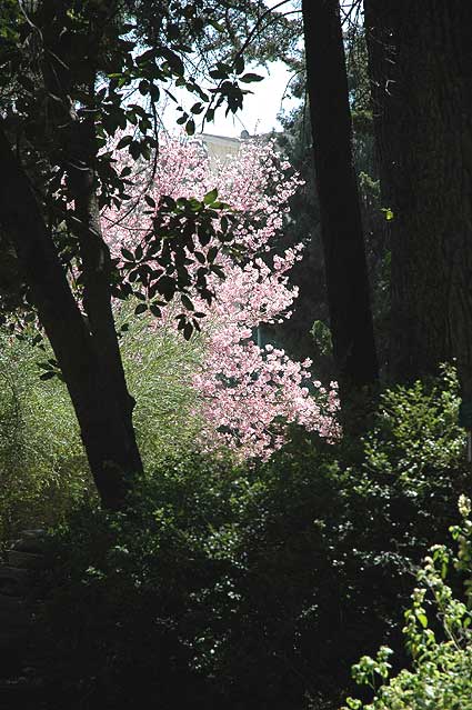 The Mildred E. Mathias Botanical Garden, UCLA