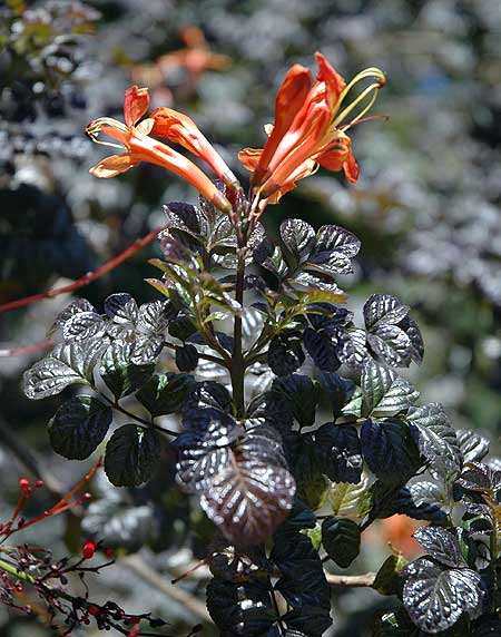 Specimen - Mildred E. Mathias Botanical Garden