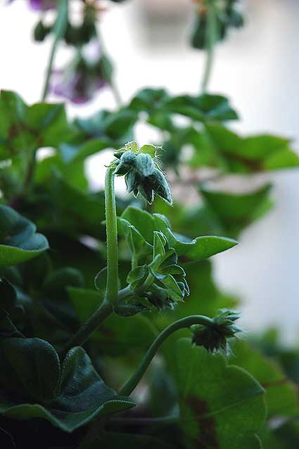 Geranium buds...