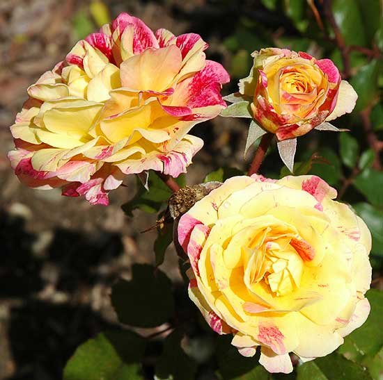 Roses in Beverly Gardens Park