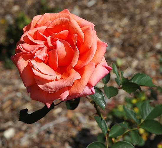 Rose in Beverly Gardens Park