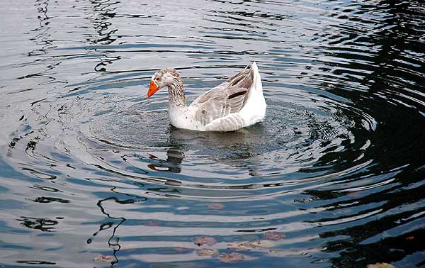 Goose in pond, ripple study 