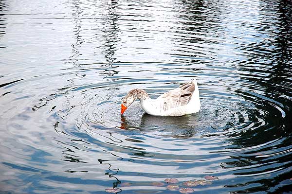 Goose in pond, ripple study 