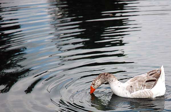 Goose in pond, ripple study 