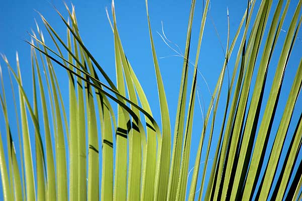 Palm Frond Geometry