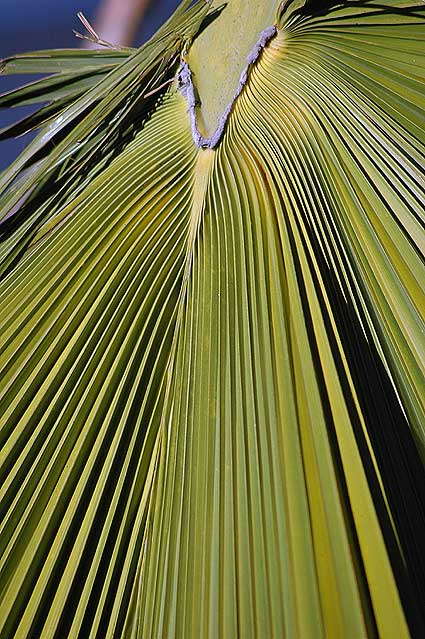 Palm Frond Geometry