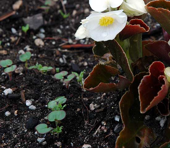 Bloom in gardens at Beverly Hills City Hall 