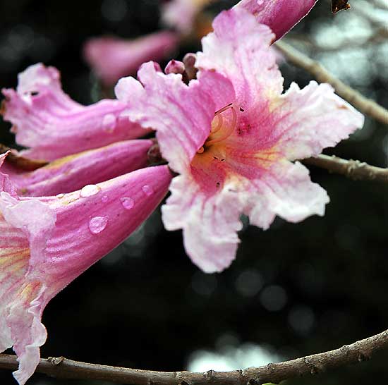 Bloom in gardens at Beverly Hills City Hall 